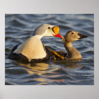 A pair of courting king eiders in a tundra pond