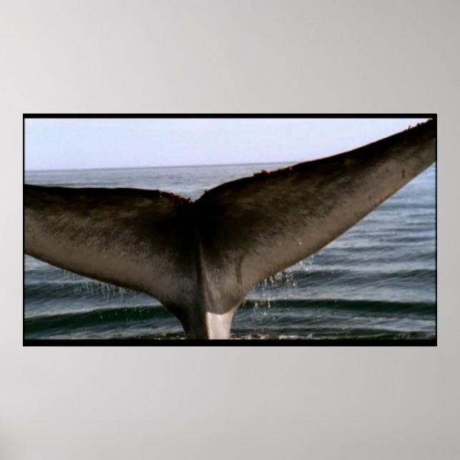 Poster à queue de baleine (Devant)