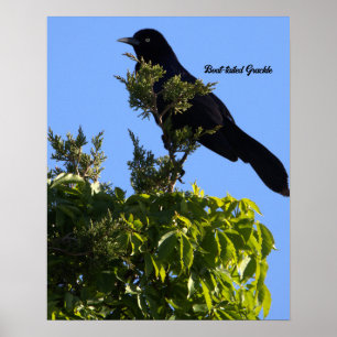 Poster à queue de bateau