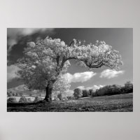 A Tree blows in the Wind