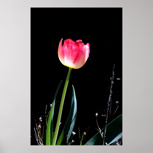 Poster à tulipe du printemps (Devant)