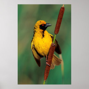 Poster A Village Weaver calling while perched on a reed
