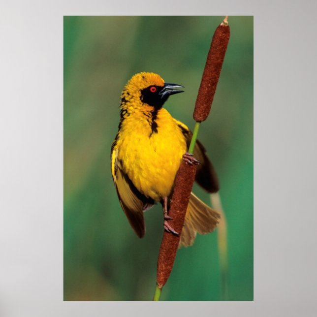 Poster A Village Weaver calling while perched on a reed (Devant)