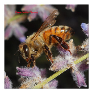 Poster Abeille