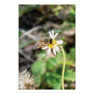 Poster Abeille à Miel Pollinisatrice sur Fleur de Marguer