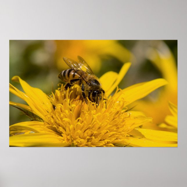 Poster Abeille Africaine Avec Sacs De Pollen En Train De  (Devant)