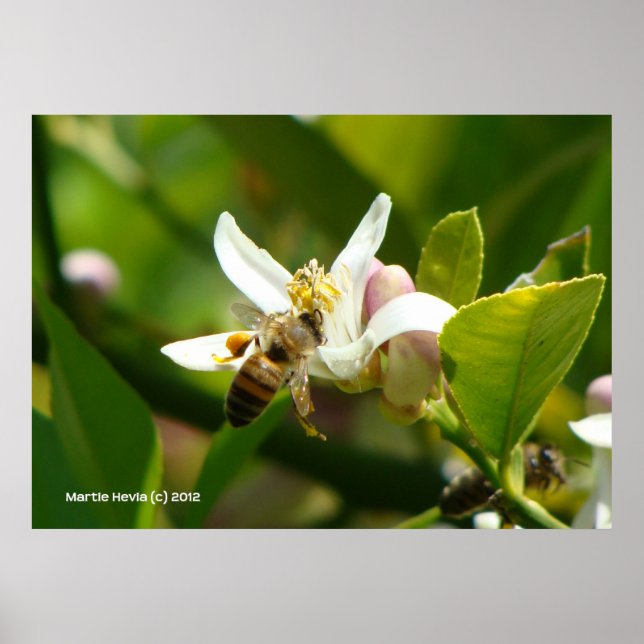 Poster Abeille de fleurs de citron (3) (Devant)