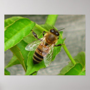 Poster Abeille de miel