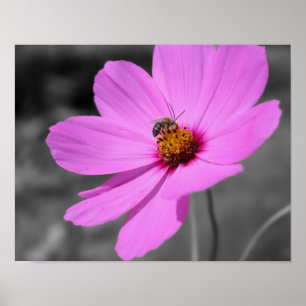 Poster Abeille De Miel Sur Cosmos Rose Couleur Partielle