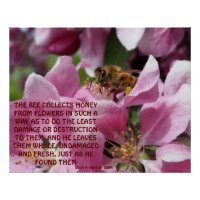 Abeille de miel sur la fleur de crabelle avec cita