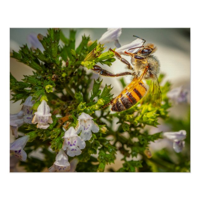 Poster Abeille Occupée Pollinisant des Fleurs – Photo de  (Devant)
