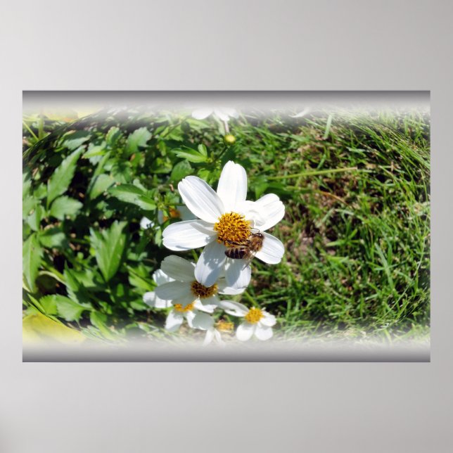 Poster abeille occupée sur la fleur blanche (Devant)