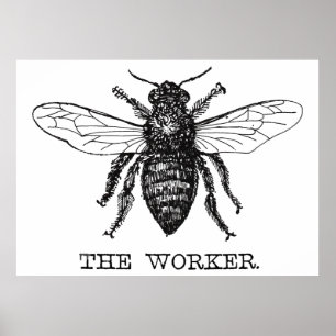 Poster Abeille ouvrière noir blanc bourdon vintage