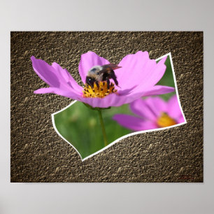 Poster Abeille Sur Cosmos Flower Out Of Frame