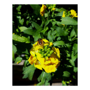 Poster Abeille sur Fleurs Jaunes