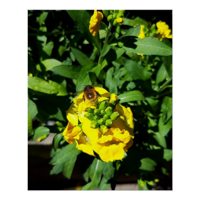 Poster Abeille sur Fleurs Jaunes (Devant)