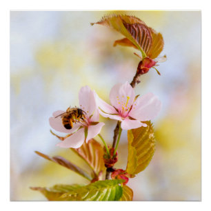 Poster Abeille sur une fleur de cerisier