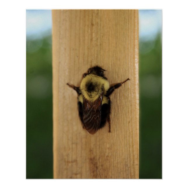 Poster Abeille-zilla (Devant)