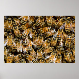 Poster Abeilles de miel