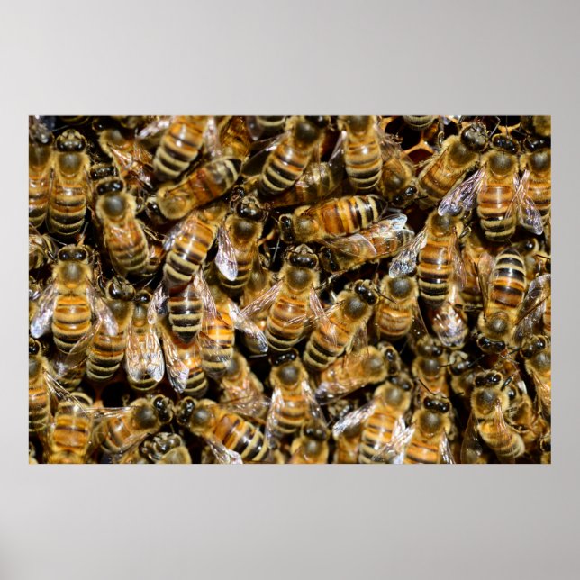 Poster Abeilles de miel (Devant)