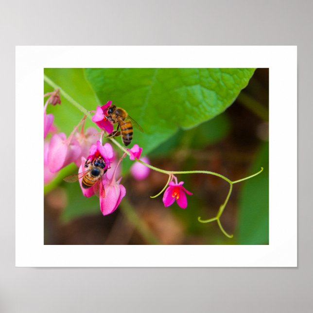Poster Abeilles sur fleurs de vigne corallienne lumineuse (Devant)