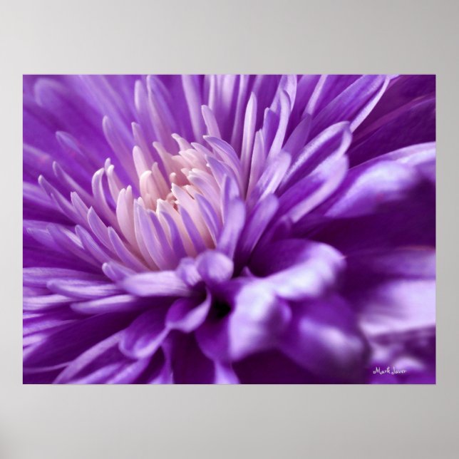 Poster Abstrait de fleurs violettes (Devant)