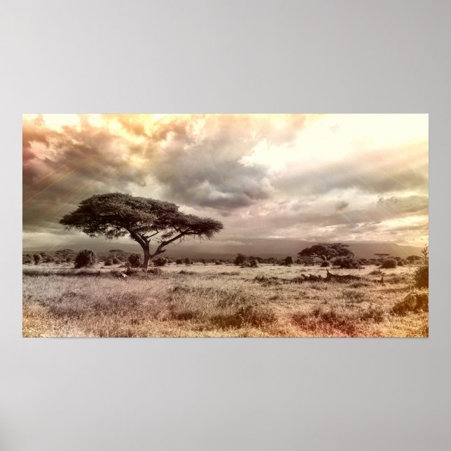 Poster Acacia noir et blanc sur la savane africaine (Devant)