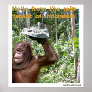 Poster Accueil forêt tropicale orangoutaise