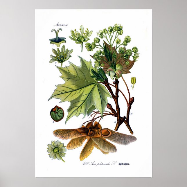 Poster Acer platanoides (Érable de Norvège) (Devant)