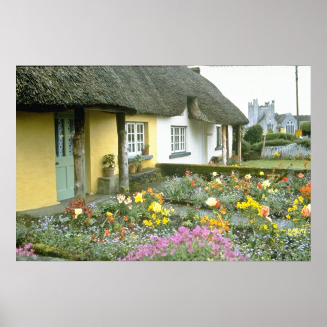 Poster Adare rose, fleurs de Limerick (Devant)