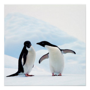 Poster Adelie Penguins