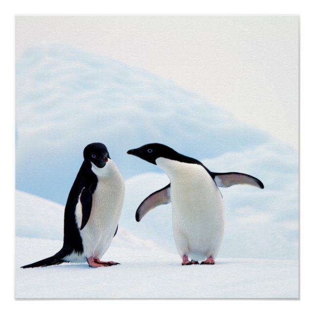 Poster Adelie Penguins (Devant)