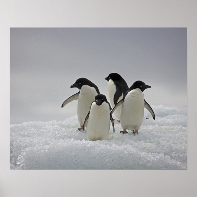 Poster Adelie Penguins on Ice Flows (Devant)