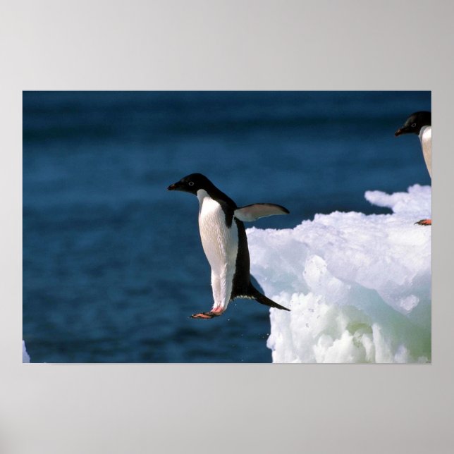 Poster Adelie Penguins Saut D'Un Iceberg (Devant)