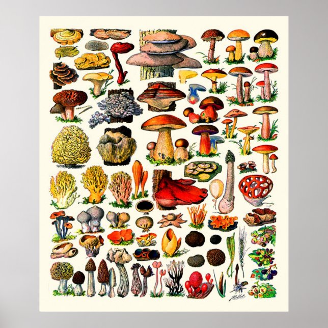 Poster Adolphe Millot ~ Fungi (Devant)