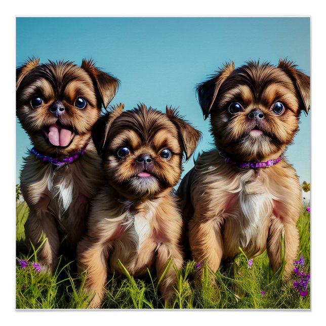 Poster Adorable Brussels Griffon Puppies (Devant)