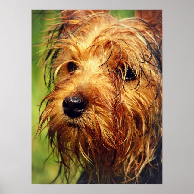 Poster Adorable chien Terrier avec un visage humide (Devant)