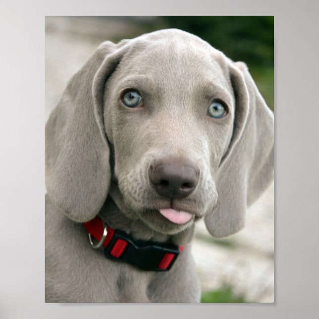 Poster adorable chiot weimaraner (Devant)