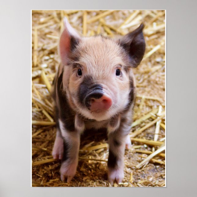 Poster adorable de Piglet (Devant)