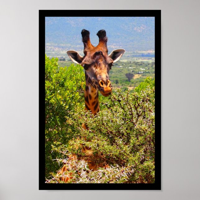 Poster Adorable Giraffe Poking His Head Above The Trees (Devant)