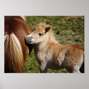 Poster Adorable Haflinger Fol