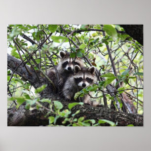 Poster Adorable Jeune Paire De Raccoon Dans L'Arbre Poste