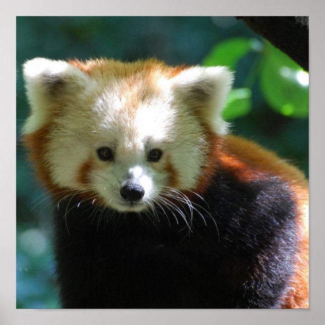 Poster adorable Red Panda (Devant)