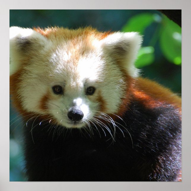 Poster adorable Red Panda (Devant)
