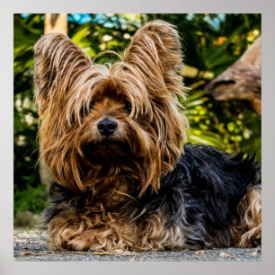 Poster Adorable Yorkie