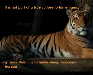 Posters Affiches Toiles Citation Tigre Zazzle Fr