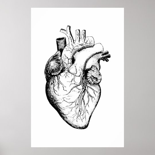 Poster Affiche d'illustration d'anatomie de coeur | Zazzle.fr