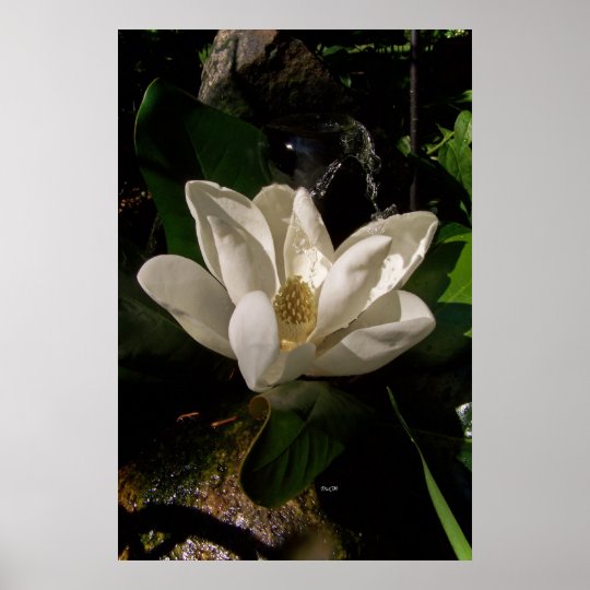 Poster Affiche douce de fleur de magnolia