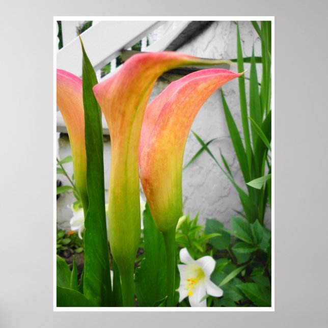 Poster Affiche, gros plan sur des callas, options de fond (Devant)