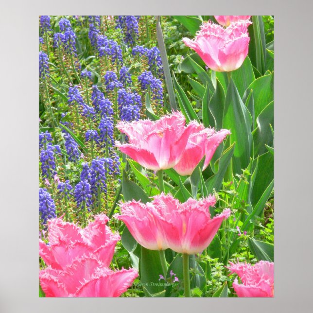 Poster Affiche, Tulipa 'Pink Fountain' Tulipe et Jacinthe (Devant)